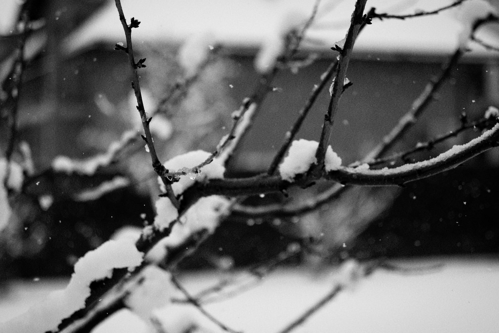 A black and white image showcasing snow delicately resting on a tree branch, highlighting the beauty of winter.